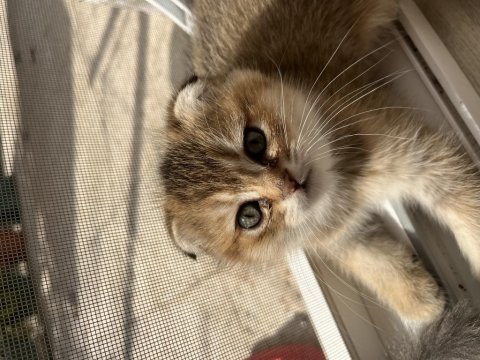 Scottish Fold Kedimiz 2 Aylık