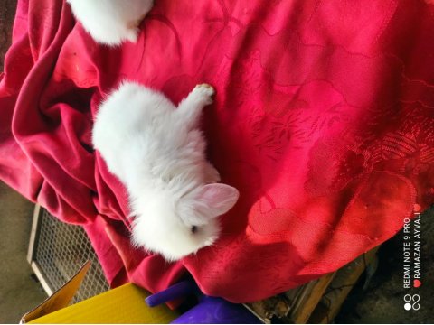 Irk Garantili Lop Tavşanı