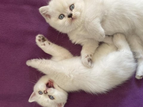 Safkan Beyaz British Sağlıklı Yavrularımız