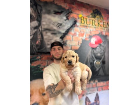 Burkem Çiftliğimizden A Kalite Golden Retriever