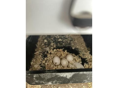 Yavru Alınmış Çift White Face Albino Sultan Papağanı