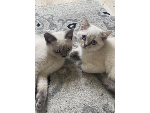 Britsh Shorthair Kedimiz