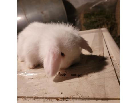 Pamuk Tavşanlar İlanda