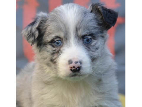 Safkan Border Collie Irk Garantili Yavru Köpekler
