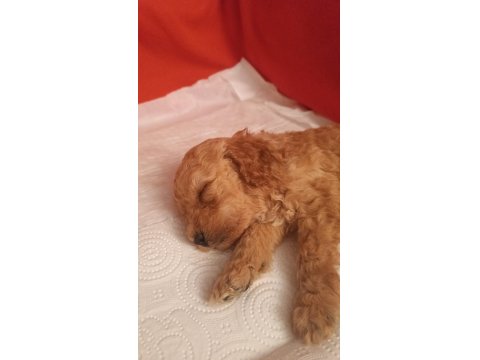 Oyuncu Maya Köpeğimiz