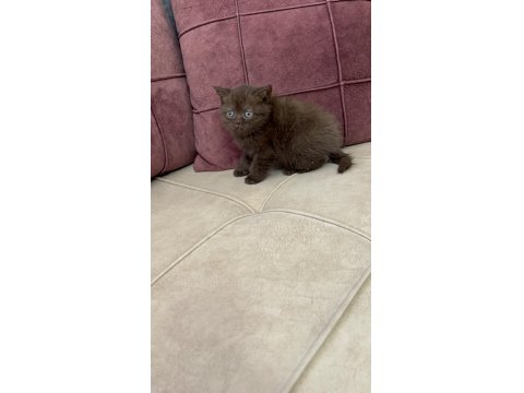 British Longhair Yavru Kedilerimiz