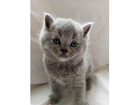 British Shorthair Scottish Fold Yavrular Sahiplendirme
