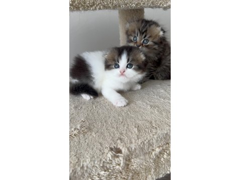 Özenle Büyütülen British Longhair Yavrularımız