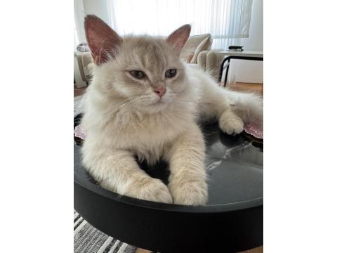 British Longhair Ay11 Erkek Yavrumuza Yuva Arıyoruz