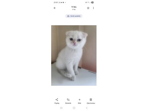 Scottish Fold Blue 2 Aylık