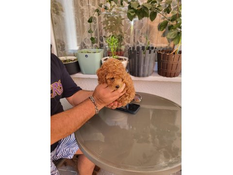 Gerçek Rus Tea Cup Poodle