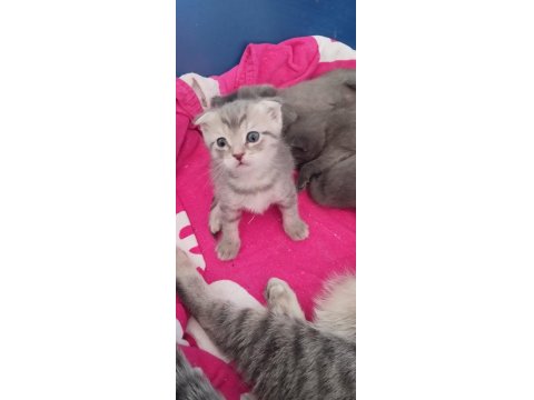 Kısırlaştırma Desteği Karşılığı Ücretsiz Kediler