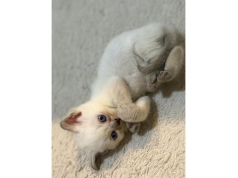 Tatlı Uysal British Bebişler