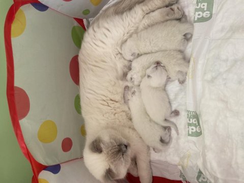 Blue Point Cinsi Bebek Kedimiz