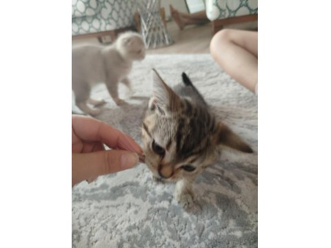 British Shorthair Fıstık Yeni Yuvasını Arıyor