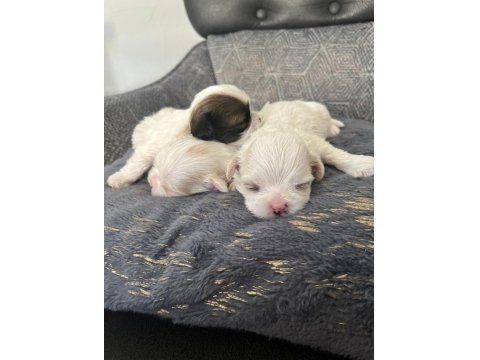 Ev Ortamında Bakılan Kendi Köpeğimizin Yavrularıdır