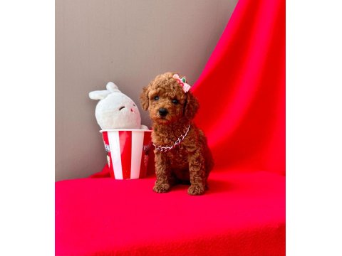 Safkan Toy Poodle Yavruları