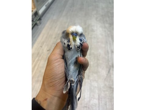 Show Jumbo Muhabbet Kuşu