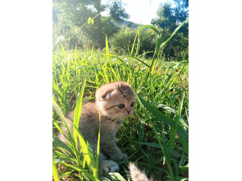 Scotish Fold Yavru Kedimiz