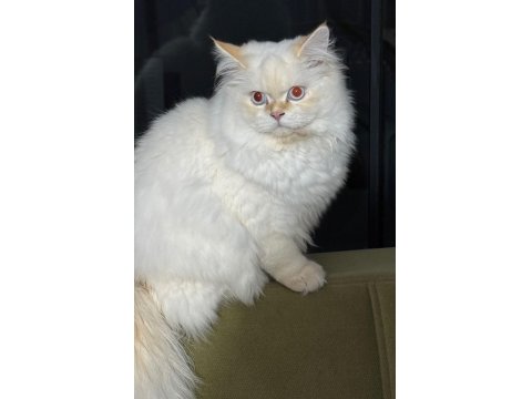 Erkek British Longhair