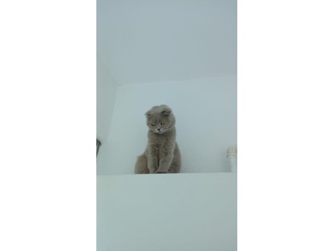 Safkan Scottish Fold