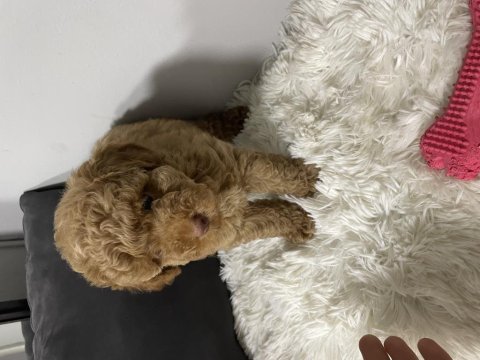 Toy Poodle Köpeği