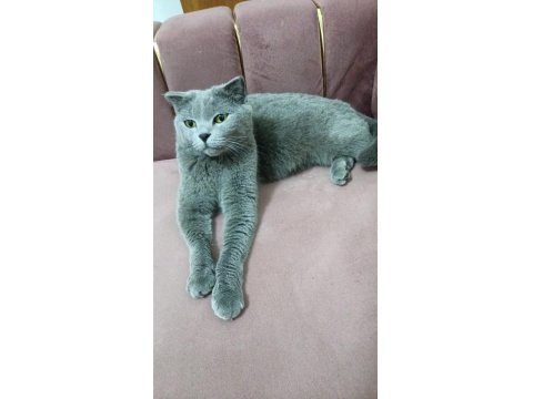 Kedimize Yuva, Aranıyor