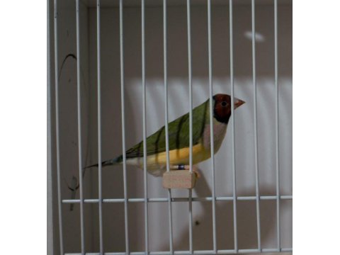 Gökkuşağı İspinozu - Gouldian Finch