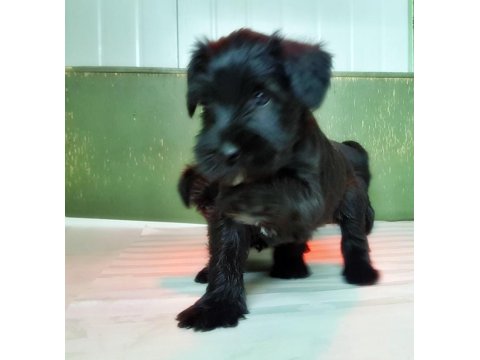 Minyatür Schnauzer Yavru