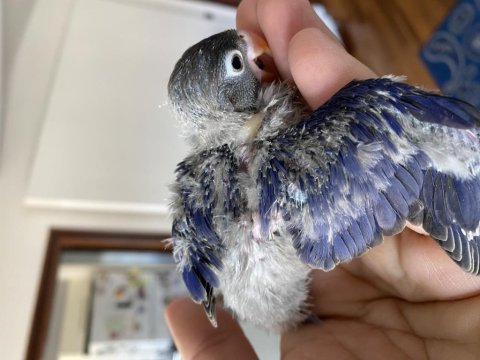 El Besleme Evcil Bebek Papağanlar