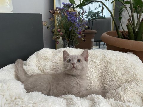 Erkek British Shorthair Yavrumuz Yeni Ailesini Aramakta