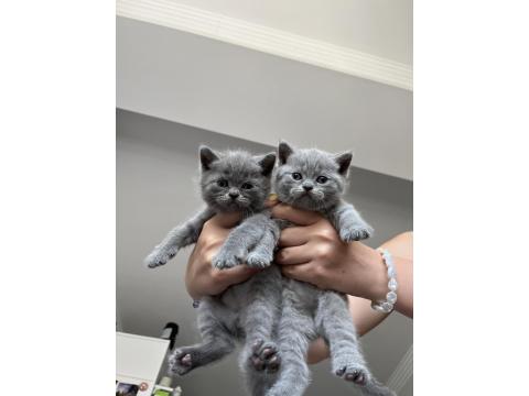 Lokum British Bebeklerimiz