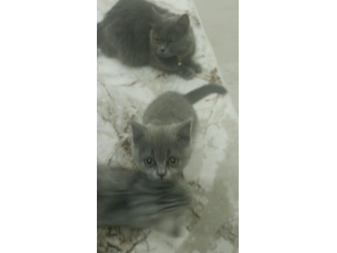 2 Yavru Ve 1 Anne Kedimiz