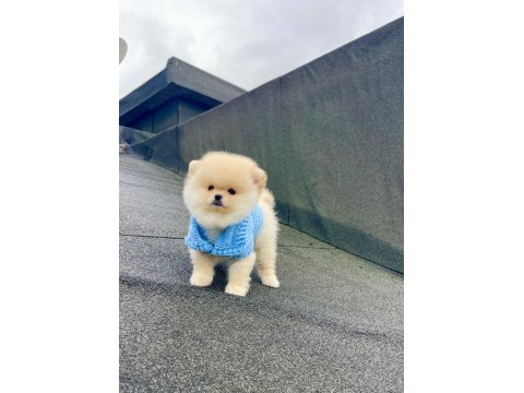 Ayı Surat Pomeranian Boo Yavrular