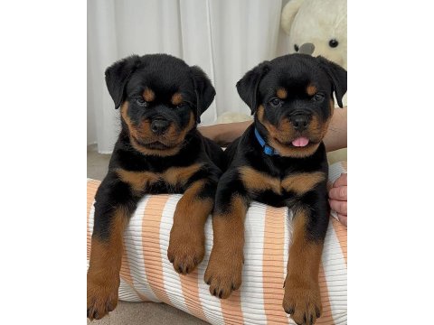 Sağlık Ve Irk Garantili Rottweiler Köpekler