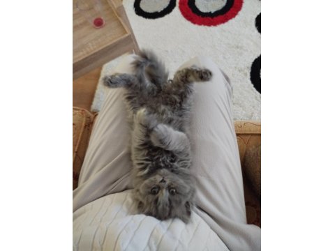 British Longhair Safkan Dişi Yavru