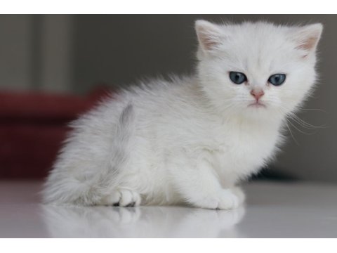 Full Şecereli Babadan Teslime Hazır Dişi Kedimiz