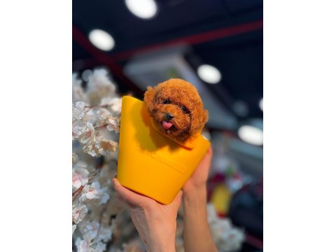 Güzel Ve Safkan Toy Poodle Yavru Köpekler