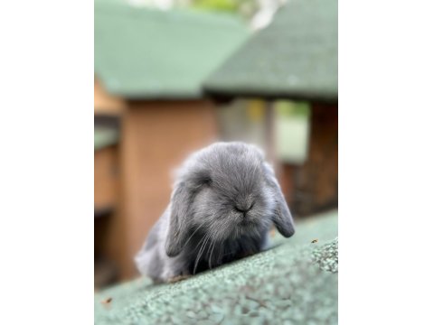 Hollanda Lop Tavşanı Her İle Gönderim Var