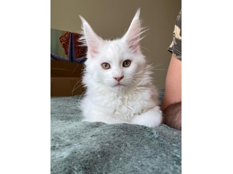 Safkan Maine Coon Yavrular **Uygun**