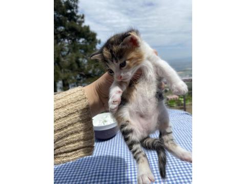 Tatlış Bebek Kedilere Yuva Arıyorum
