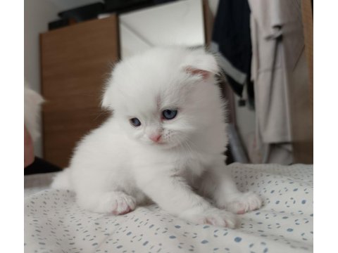 Böylesini Kediyi Zor Bulursun