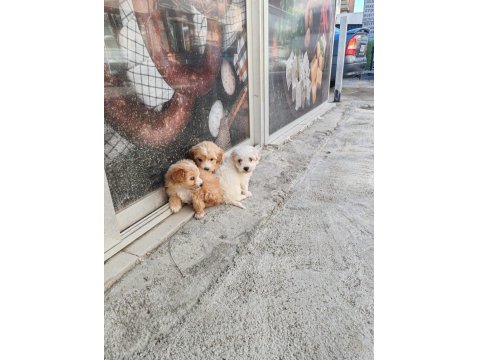 Kendi Köpeğimin Yavruları