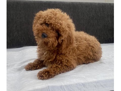 Mini Boy Toy Poodle Kızımız