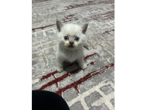 Sağlıklı Safkan Oyuncu British Shorthair Yavrular