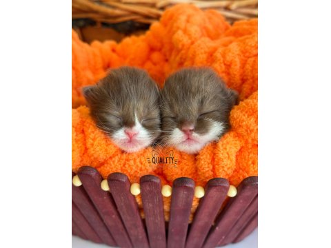 Rezervasyona Açık British Shorthair Chocolate Bicolour Çikolatalarımız