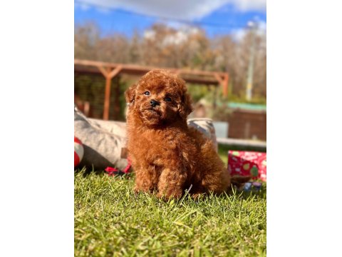 A Kalite Poodle Bebeklerimiz