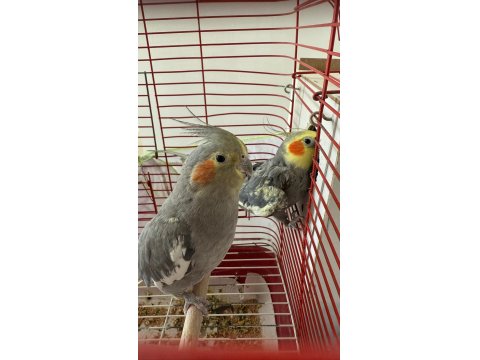 Yumurtalı Çift Sultan Papağanı