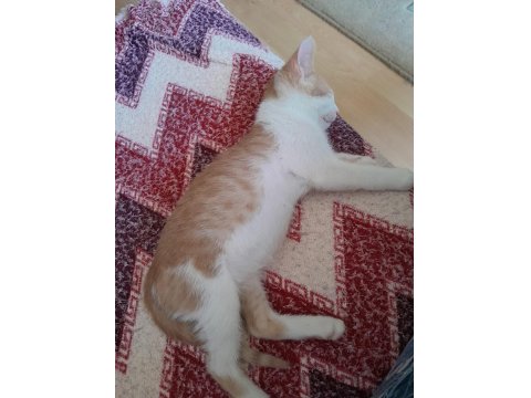 Sarı Ve Kardeşleri Kediler