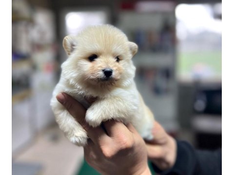 Satılık Spitz Yavrularımız Hazır